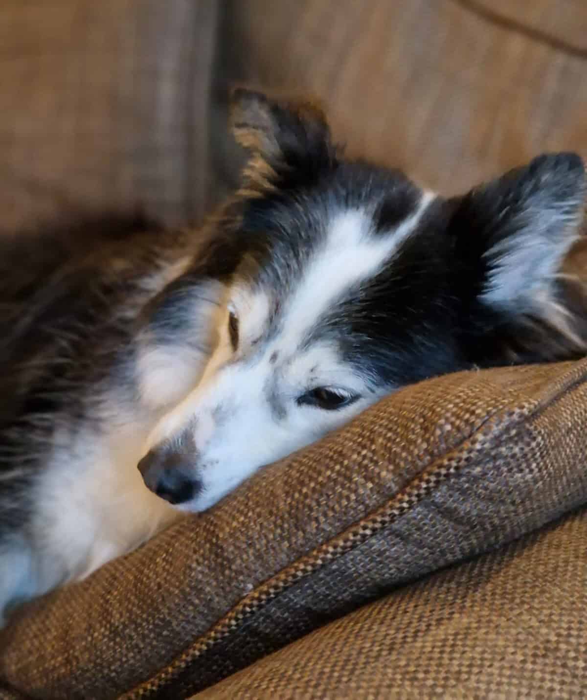 Alice sleeping Alice sleeping