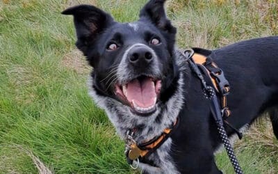 Do harnesses make dogs pull?