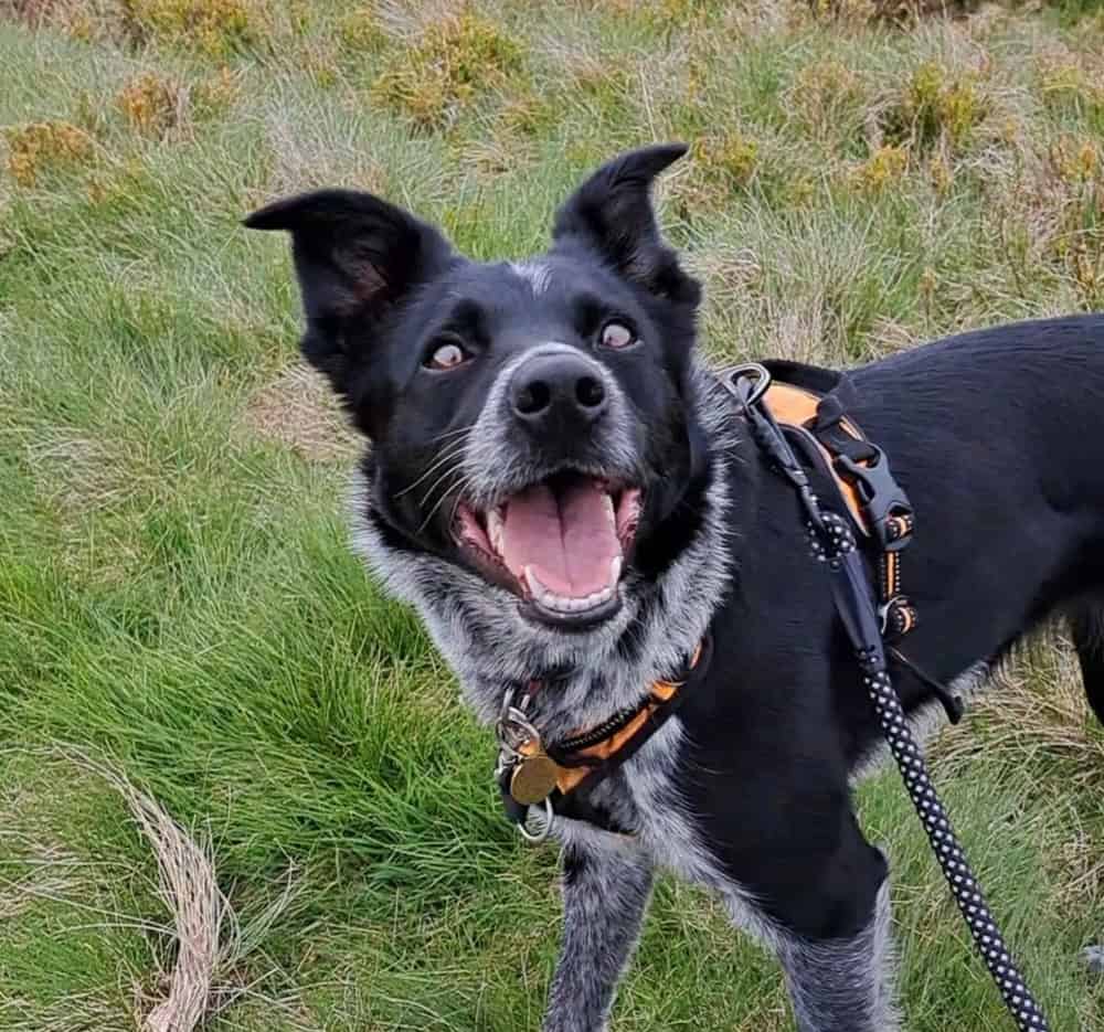 Do harnesses make dogs pull