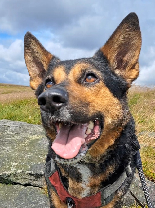 Extraordinary dog trainer